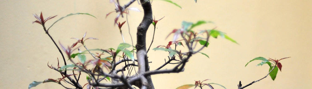 車ならカイトレビアーン